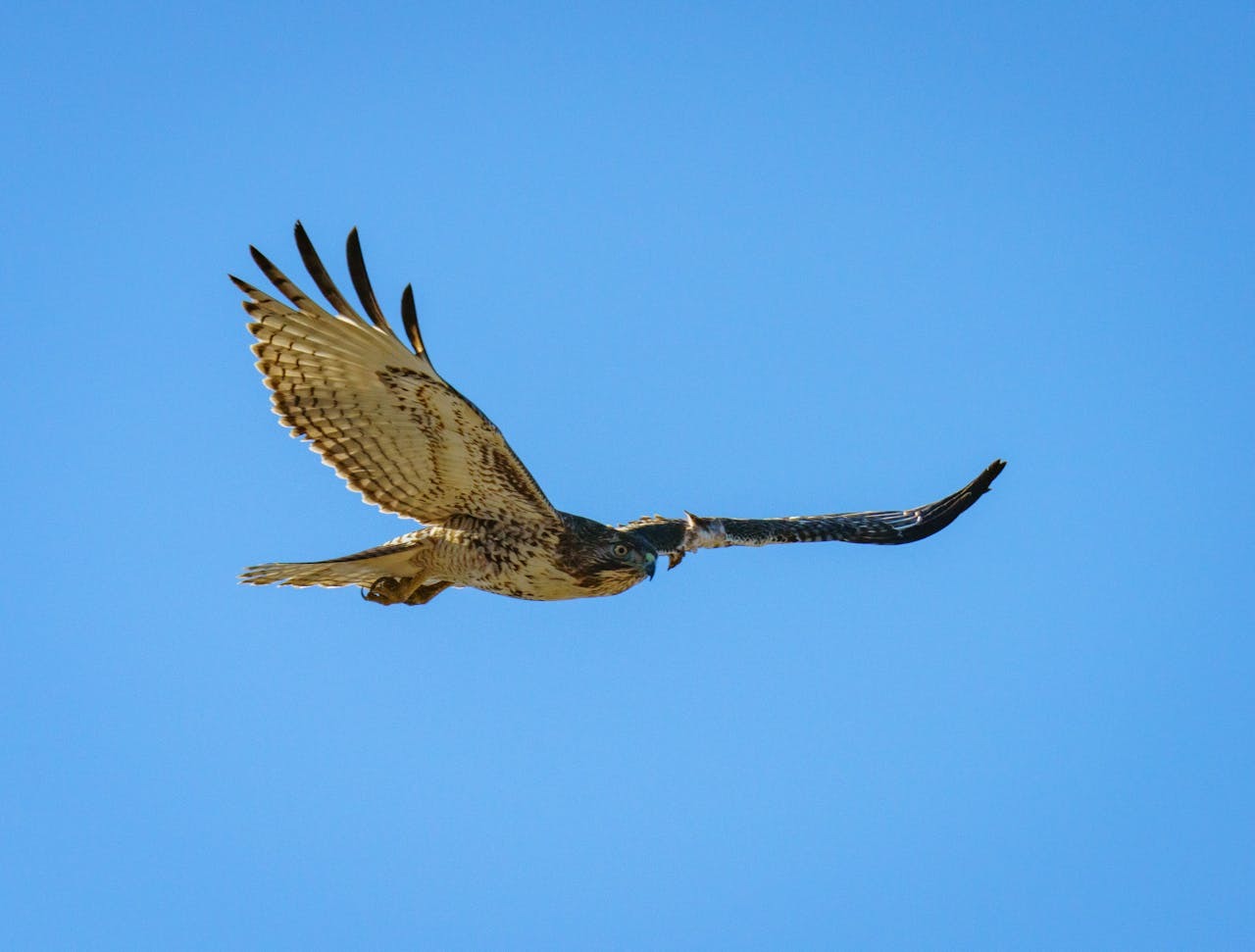 良心を監禁して刑務所にいれる社会 - イギリスでのハンガー・ストライキ